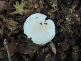 Russula subterfurcata image