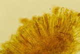 Podophacidium xanthomelum image