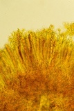Podophacidium xanthomelum image
