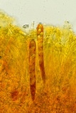 Podophacidium xanthomelum image