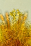 Podophacidium xanthomelum image