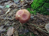 Tricholomopsis rutilans image