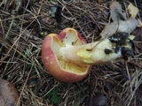 Tricholomopsis rutilans image