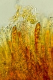 Podophacidium xanthomelum image