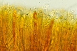 Podophacidium xanthomelum image