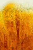 Podophacidium xanthomelum image