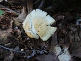 Tricholoma stiparophyllum image