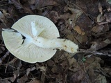 Tricholoma stiparophyllum image
