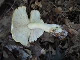 Tricholoma stiparophyllum image