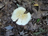 Tricholoma stiparophyllum image