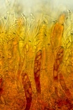 Podophacidium xanthomelum image