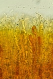 Podophacidium xanthomelum image