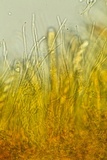 Podophacidium xanthomelum image
