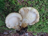 Lactarius scrobiculatus var. canadensis image