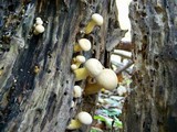 Gymnopilus luteus image