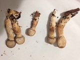 Leucoagaricus meleagris image