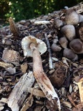 Leucoagaricus meleagris image