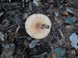 Paxillus involutus image