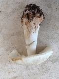 Amanita brunnescens image