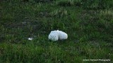 Calvatia booniana image