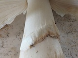 Amanita brunnescens image
