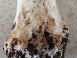 Amanita brunnescens image