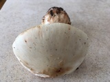 Amanita brunnescens image