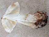 Amanita brunnescens image