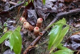 Calostoma lutescens image