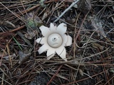 Geastrum velutinum image