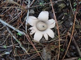 Geastrum velutinum image