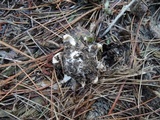 Geastrum velutinum image