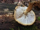 Leucopholiota decorosa image