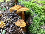 Leucopholiota decorosa image