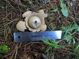 Geastrum triplex image