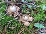 Geastrum triplex image