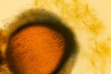 Lasiosphaeria lanuginosa image