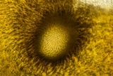 Lasiosphaeria lanuginosa image