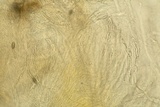 Lasiosphaeria lanuginosa image