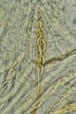 Lasiosphaeria lanuginosa image