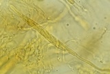Lasiosphaeria lanuginosa image