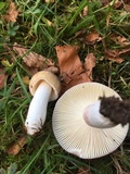 Russula mariae image
