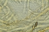 Lasiosphaeria lanuginosa image