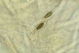 Lasiosphaeria lanuginosa image