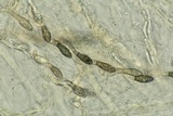 Lasiosphaeria lanuginosa image