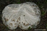 Calvatia booniana image