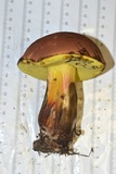 Boletus oliveisporus image
