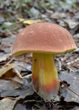 Boletus oliveisporus image
