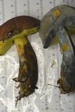Boletus oliveisporus image