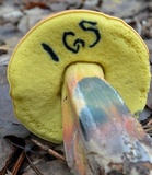 Boletus oliveisporus image